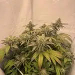 Strawberry Guava Bloom Log