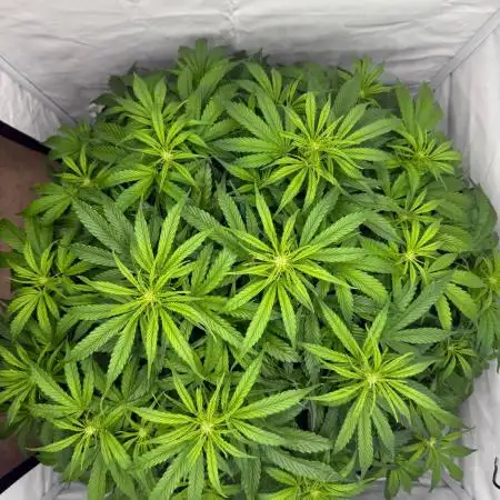 Bloom Log for 19L DWC