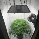 Bloom Log for 19L DWC