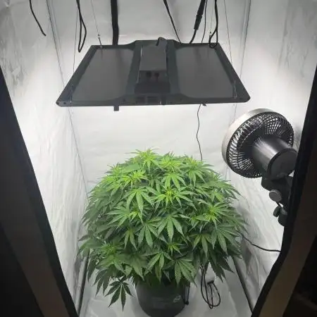 Bloom Log for 19L DWC