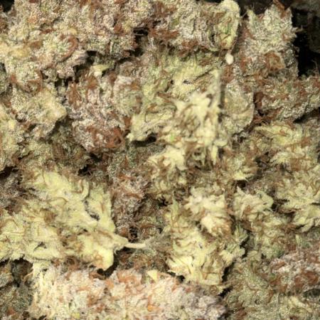 Bloom Log for 19L DWC