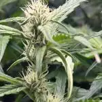 Bloom Log for 19L DWC