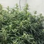 Bloom Log for 19L DWC