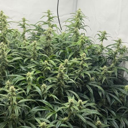 Bloom Log for 19L DWC