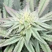 Bloom Log Tropicana Cookies