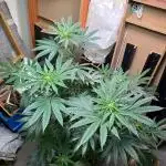 Bloom Log Tropicana Cookies