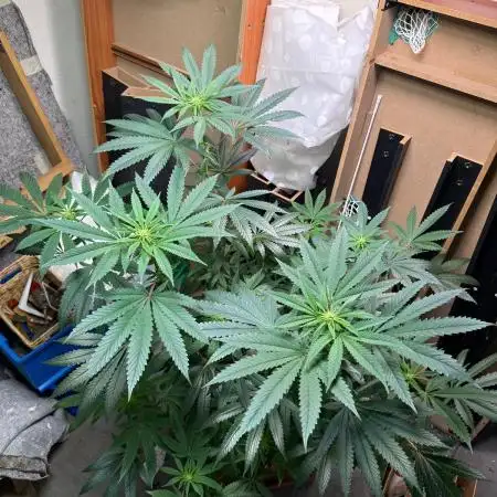 Bloom Log Tropicana Cookies