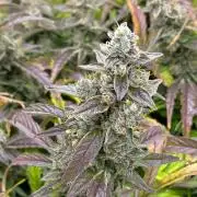 Bloom Log for 19L DWC