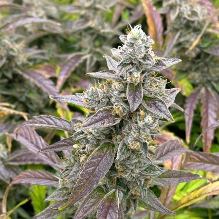 Bloom Log for 19L DWC