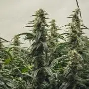 Bloom Log for 19L DWC