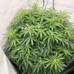 Bloom Log for 19L DWC