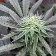 Bloom Log Tropicana Cookies