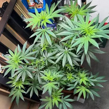 Bloom Log Tropicana Cookies