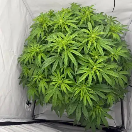 Bloom Log for 19L DWC