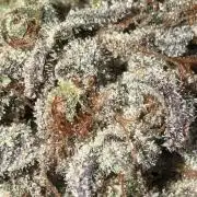 Strawberry Guava Bloom Log