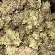 Bloom Log for 19L DWC