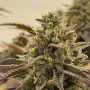 Strawberry Guava Bloom Log