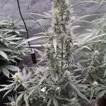 Blood Orange Haze
