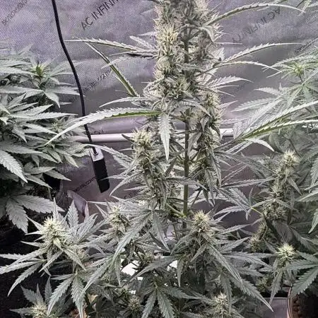 Blood Orange Haze
