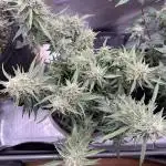 Night Owl Seeds - Cosmic Apprentice