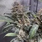 Roc Bud Inc - Blueberry Slushy F5