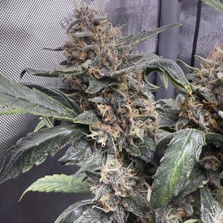 Roc Bud Inc - Blueberry Slushy F5