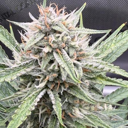 Night Owl Seeds - Cosmic Apprentice