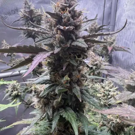 Ethos Genetics -Strawberry OG Cookies