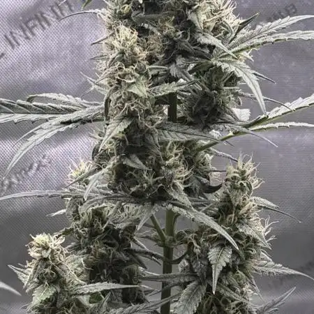 Blood Orange Haze