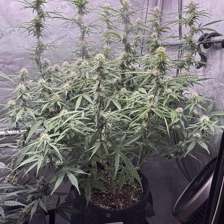 Lemon Meringue
