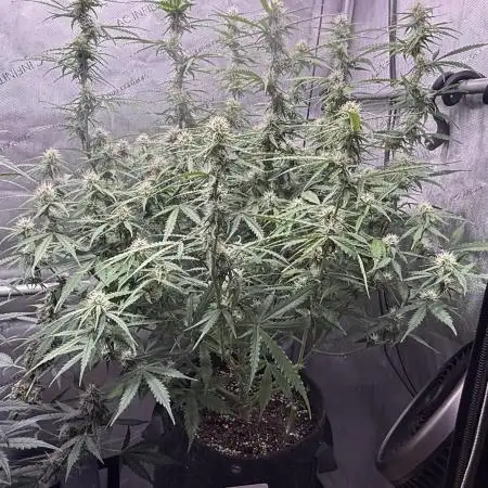 Lemon Meringue