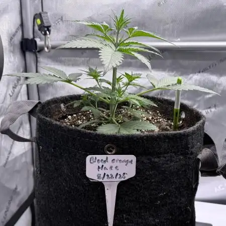Blood Orange Haze
