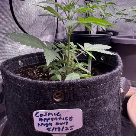 Night Owl Seeds - Cosmic Apprentice