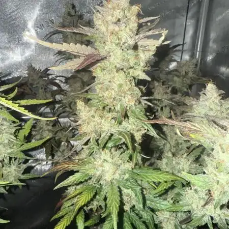Ethos Genetics -Strawberry OG Cookies