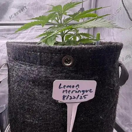 Lemon Meringue