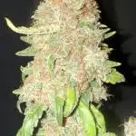 Roc Bud Inc - Blueberry Slushy F5