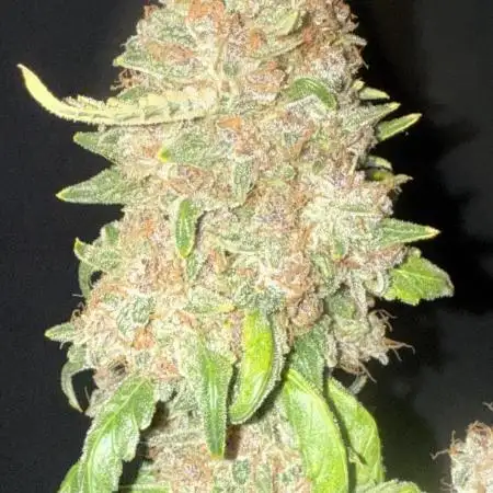 Roc Bud Inc - Blueberry Slushy F5