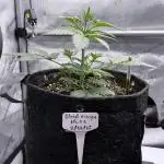 Blood Orange Haze