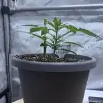 Blood Orange Haze