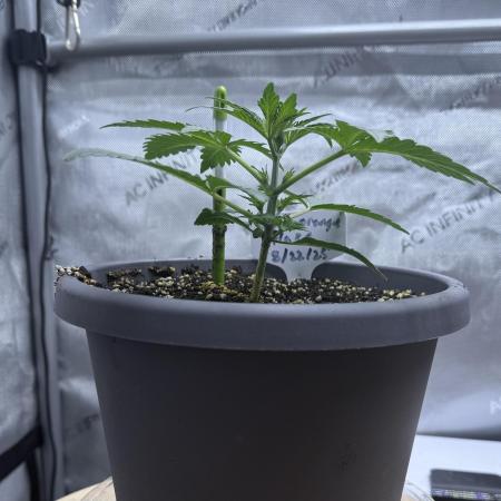 Blood Orange Haze