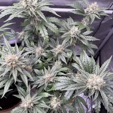 Ethos Genetics -Strawberry OG Cookies