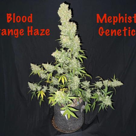 Blood Orange Haze