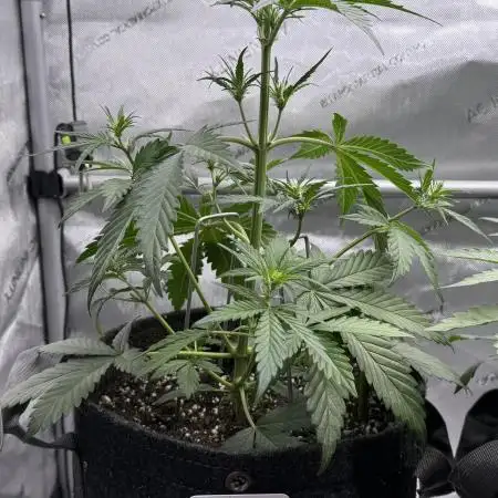 Blood Orange Haze