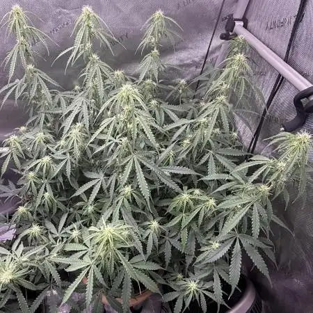 Lemon Meringue