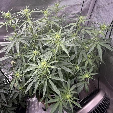 Lemon Meringue