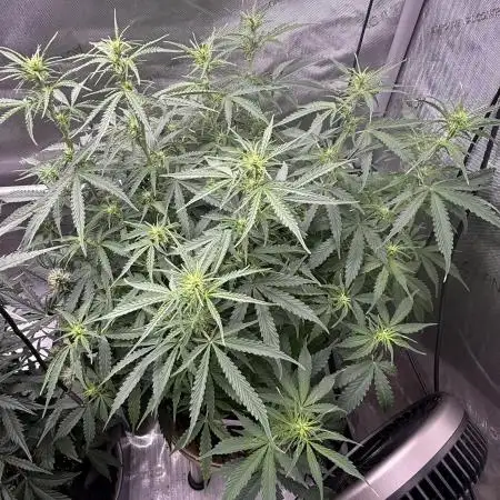 Lemon Meringue