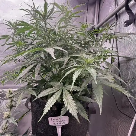 Lemon Meringue