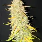 Night Owl Seeds - Cosmic Apprentice