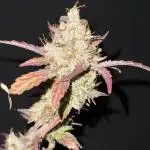 Ethos Genetics -Strawberry OG Cookies