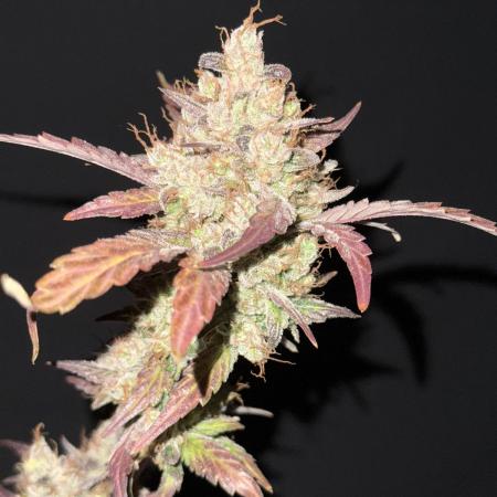 Ethos Genetics -Strawberry OG Cookies